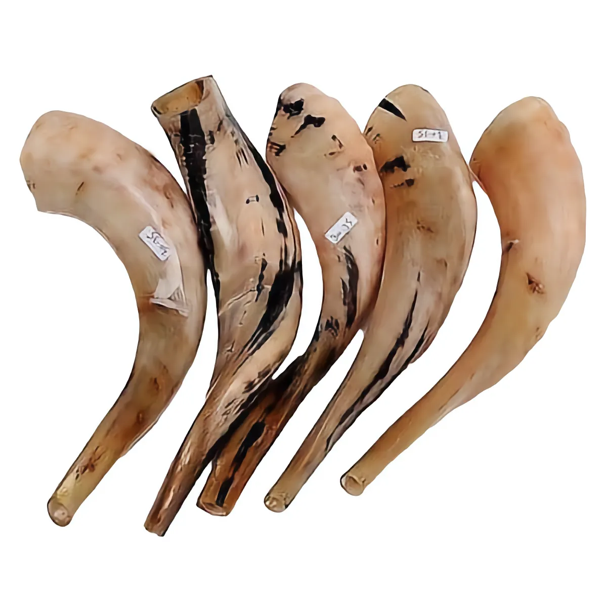 Authentic Polished Shofar size 12″-14″ /  30-35  cm