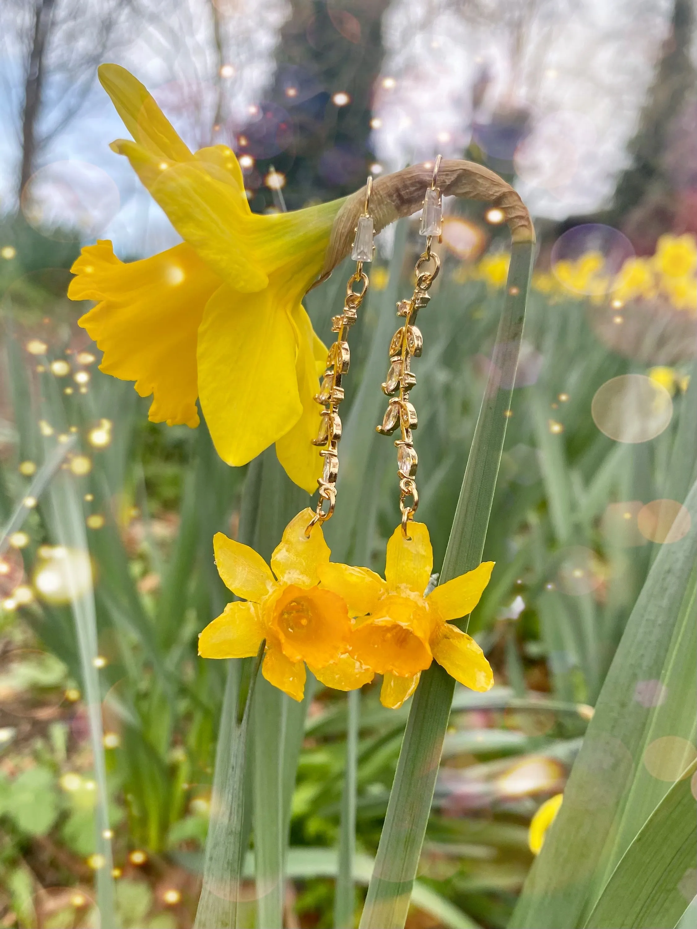 Daffodil Abbey